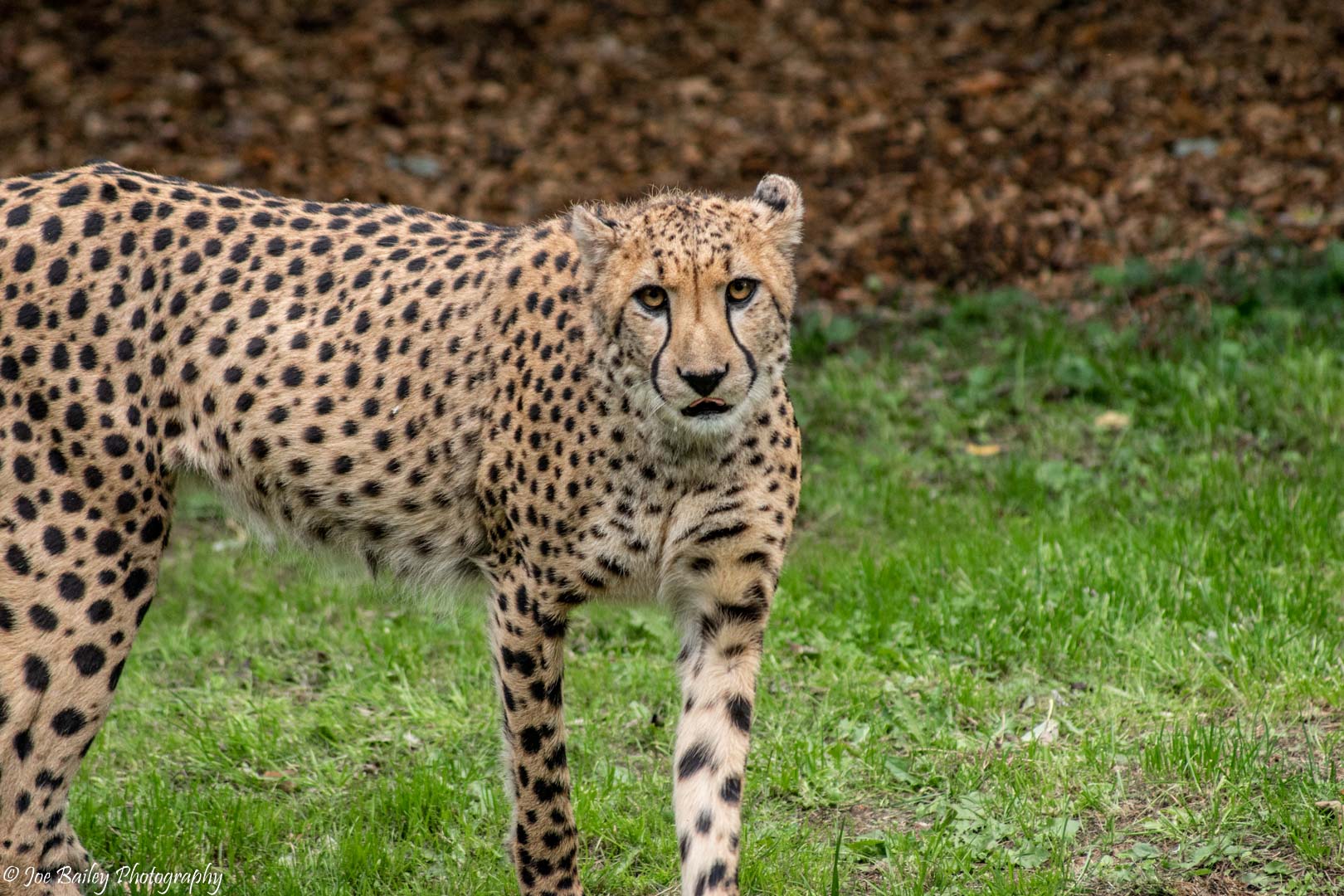 Funny Animal Faces - Blog | Joe Bailey Photography | Southampton, UK